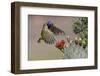 Green jay flying. Rio Grande Valley, Texas-Adam Jones-Framed Photographic Print