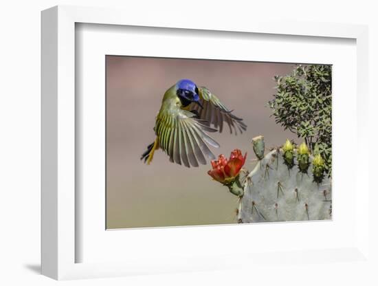 Green jay flying. Rio Grande Valley, Texas-Adam Jones-Framed Photographic Print