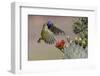 Green jay flying. Rio Grande Valley, Texas-Adam Jones-Framed Photographic Print