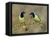 Green Jay Pair, Texas, USA-Rolf Nussbaumer-Framed Stretched Canvas