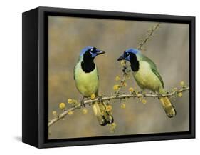 Green Jay Pair, Texas, USA-Rolf Nussbaumer-Framed Stretched Canvas