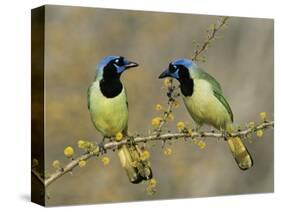 Green Jay Pair, Texas, USA-Rolf Nussbaumer-Stretched Canvas