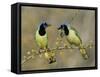 Green Jay Pair, Texas, USA-Rolf Nussbaumer-Framed Stretched Canvas