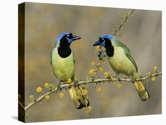 Green Jay Pair, Texas, USA-Rolf Nussbaumer-Stretched Canvas