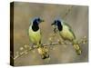 Green Jay Pair, Texas, USA-Rolf Nussbaumer-Stretched Canvas