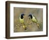 Green Jay Pair, Texas, USA-Rolf Nussbaumer-Framed Premium Photographic Print