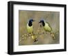 Green Jay Pair, Texas, USA-Rolf Nussbaumer-Framed Premium Photographic Print