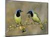 Green Jay Pair, Texas, USA-Rolf Nussbaumer-Mounted Premium Photographic Print