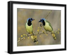 Green Jay Pair, Texas, USA-Rolf Nussbaumer-Framed Premium Photographic Print