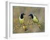 Green Jay Pair, Texas, USA-Rolf Nussbaumer-Framed Premium Photographic Print