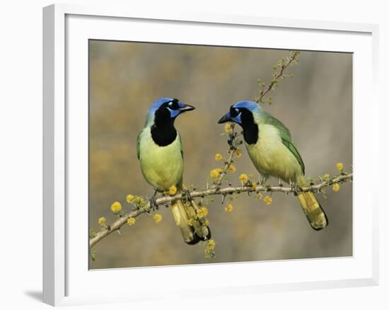 Green Jay Pair, Texas, USA-Rolf Nussbaumer-Framed Photographic Print