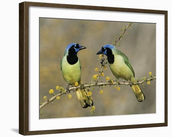 Green Jay Pair, Texas, USA-Rolf Nussbaumer-Framed Photographic Print