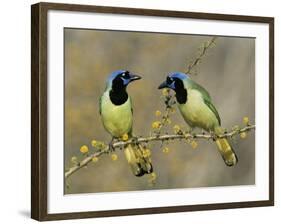 Green Jay Pair, Texas, USA-Rolf Nussbaumer-Framed Photographic Print