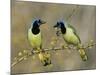 Green Jay Pair, Texas, USA-Rolf Nussbaumer-Mounted Photographic Print
