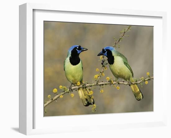 Green Jay Pair, Texas, USA-Rolf Nussbaumer-Framed Photographic Print