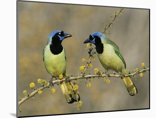 Green Jay Pair, Texas, USA-Rolf Nussbaumer-Mounted Photographic Print