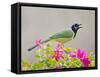 Green Jay Perched in Bougainvillea Flowers, Texas, USA-Larry Ditto-Framed Stretched Canvas