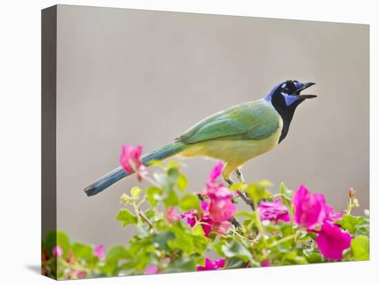 Green Jay Perched in Bougainvillea Flowers, Texas, USA-Larry Ditto-Stretched Canvas