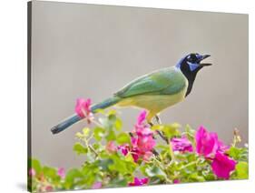 Green Jay Perched in Bougainvillea Flowers, Texas, USA-Larry Ditto-Stretched Canvas