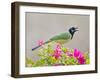 Green Jay Perched in Bougainvillea Flowers, Texas, USA-Larry Ditto-Framed Photographic Print