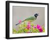 Green Jay Perched in Bougainvillea Flowers, Texas, USA-Larry Ditto-Framed Photographic Print