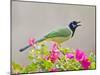 Green Jay Perched in Bougainvillea Flowers, Texas, USA-Larry Ditto-Mounted Photographic Print