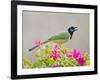 Green Jay Perched in Bougainvillea Flowers, Texas, USA-Larry Ditto-Framed Photographic Print