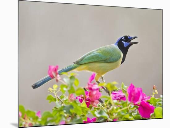 Green Jay Perched in Bougainvillea Flowers, Texas, USA-Larry Ditto-Mounted Photographic Print