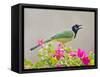 Green Jay Perched in Bougainvillea Flowers, Texas, USA-Larry Ditto-Framed Stretched Canvas
