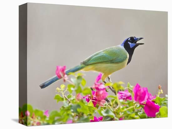 Green Jay Perched in Bougainvillea Flowers, Texas, USA-Larry Ditto-Stretched Canvas