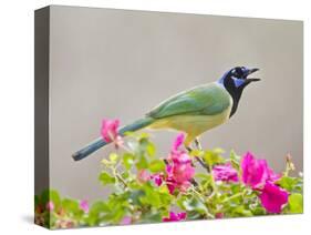 Green Jay Perched in Bougainvillea Flowers, Texas, USA-Larry Ditto-Stretched Canvas