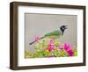 Green Jay Perched in Bougainvillea Flowers, Texas, USA-Larry Ditto-Framed Photographic Print