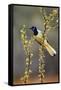 Green jay perched.-Larry Ditto-Framed Stretched Canvas