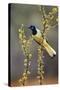 Green jay perched.-Larry Ditto-Stretched Canvas