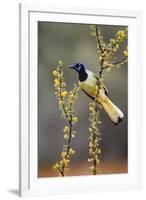 Green jay perched.-Larry Ditto-Framed Photographic Print
