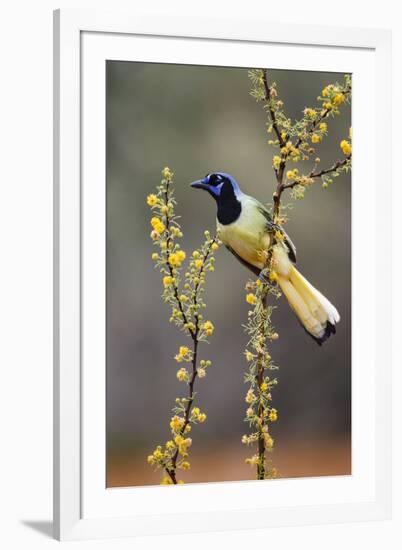 Green jay perched.-Larry Ditto-Framed Photographic Print