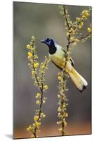 Green jay perched.-Larry Ditto-Mounted Photographic Print