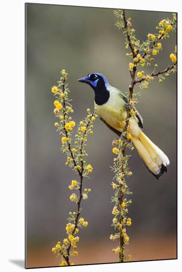 Green jay perched.-Larry Ditto-Mounted Photographic Print