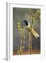 Green jay perched.-Larry Ditto-Framed Photographic Print