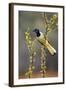 Green jay perched.-Larry Ditto-Framed Photographic Print