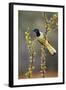 Green jay perched.-Larry Ditto-Framed Photographic Print