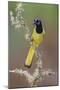 Green jay. Rio Grande Valley, Texas-Adam Jones-Mounted Photographic Print