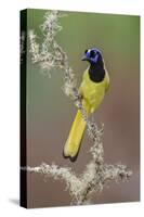 Green jay. Rio Grande Valley, Texas-Adam Jones-Stretched Canvas