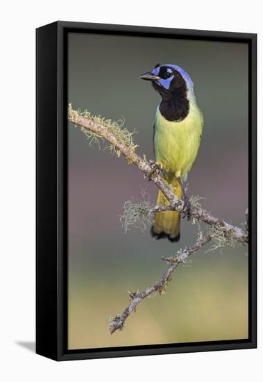 Green jay. Rio Grande Valley, Texas-Adam Jones-Framed Stretched Canvas