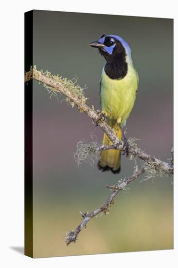 Green jay. Rio Grande Valley, Texas-Adam Jones-Stretched Canvas