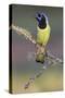 Green jay. Rio Grande Valley, Texas-Adam Jones-Stretched Canvas