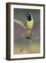 Green jay. Rio Grande Valley, Texas-Adam Jones-Framed Photographic Print