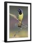 Green jay. Rio Grande Valley, Texas-Adam Jones-Framed Photographic Print