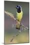 Green jay. Rio Grande Valley, Texas-Adam Jones-Mounted Photographic Print