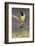 Green jay. Rio Grande Valley, Texas-Adam Jones-Framed Photographic Print